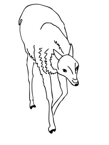 Guanaco Andean Camelid Coloring Page